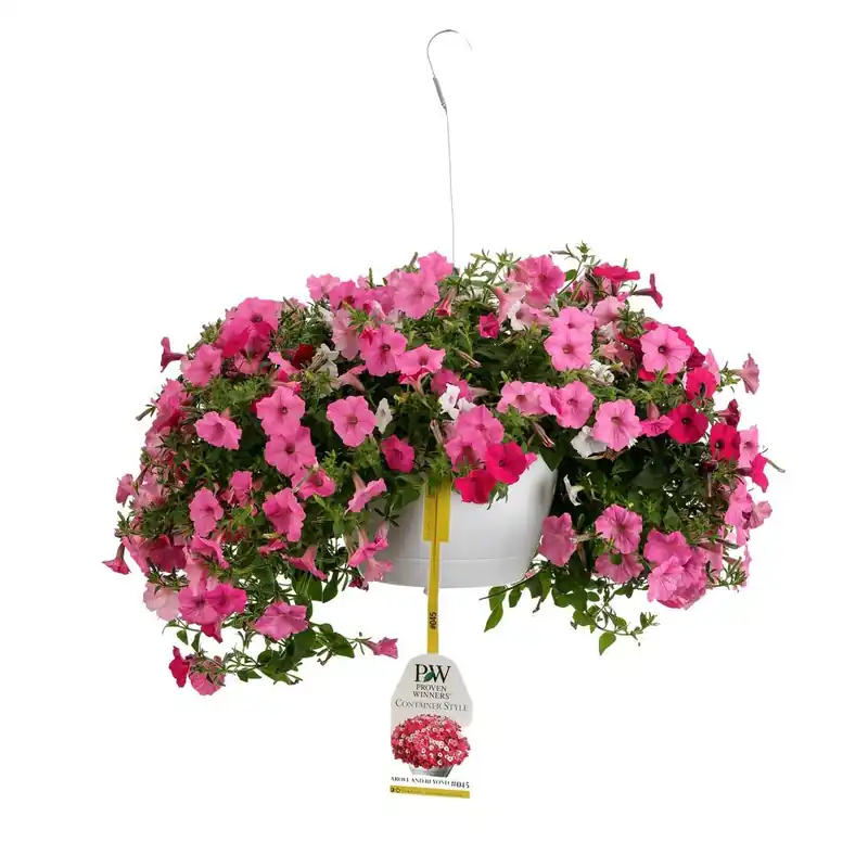10 Inch Above And Beyond Combination Hanging Basket With Live Pink And White Flowers