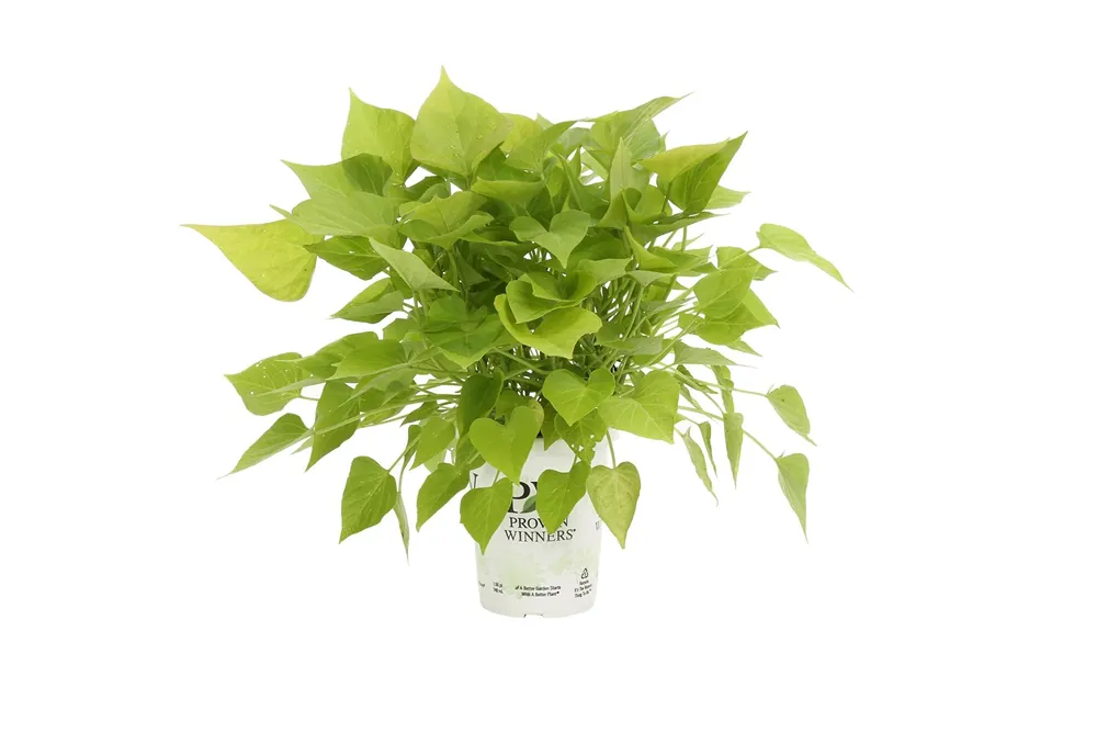 Sweetheart Lime Ipomoea