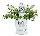 Snowstorm Giant Snowflake Bacopa 4.25 In. Grande Plant