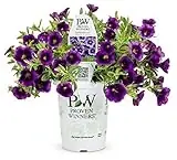 Superbells Grape Punch Calibrachoa 4.25 In. Grande Plant
