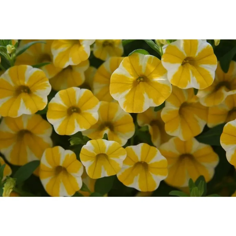 Superbells Lemon Slice Calibrachoa 4.25 In. Grande Plant