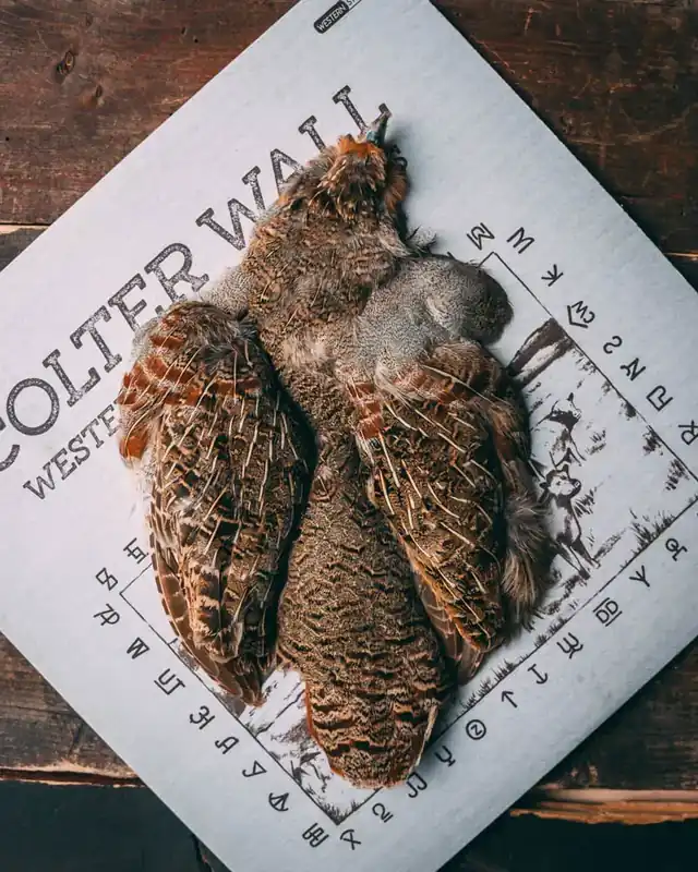 Spent Full Hungarian Partridge Skin