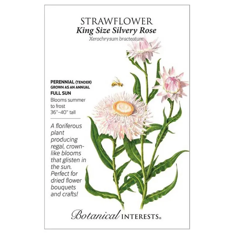 Botanical Interests King Size Silvery Rose Strawflower Seeds
