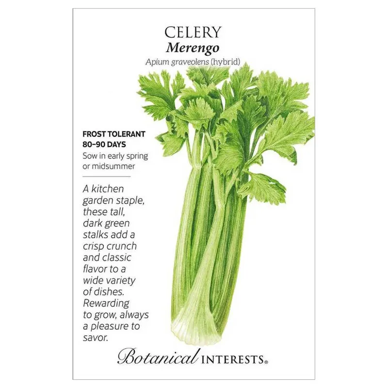 Botanical Interests Merengo Hybrid Celery Seeds