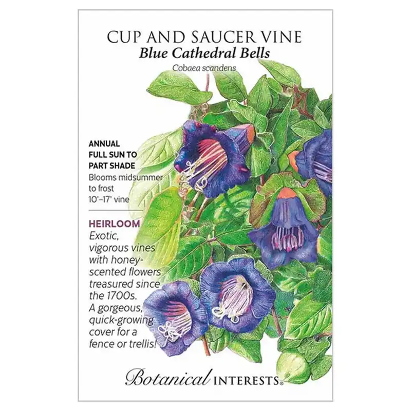 Botanical Interests Blue Cathedral Bells Cup and Saucer Vine Seeds