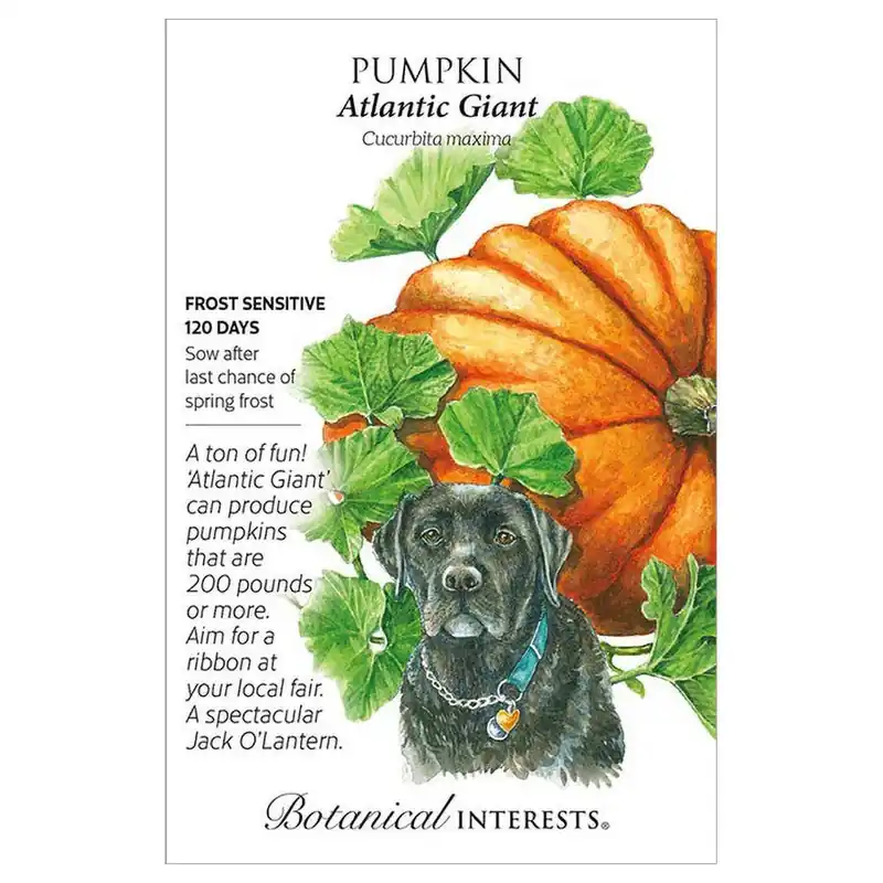 Botanical Interests Atlantic Giant Pumpkin Seeds