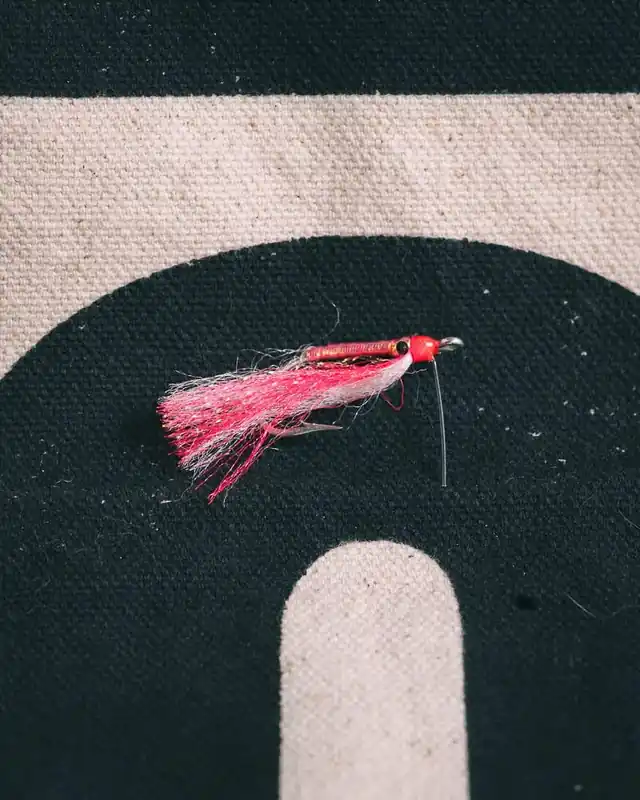 Darting Coral Shrimp