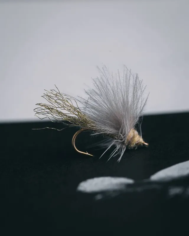 Jonny King‘s Wedgewing