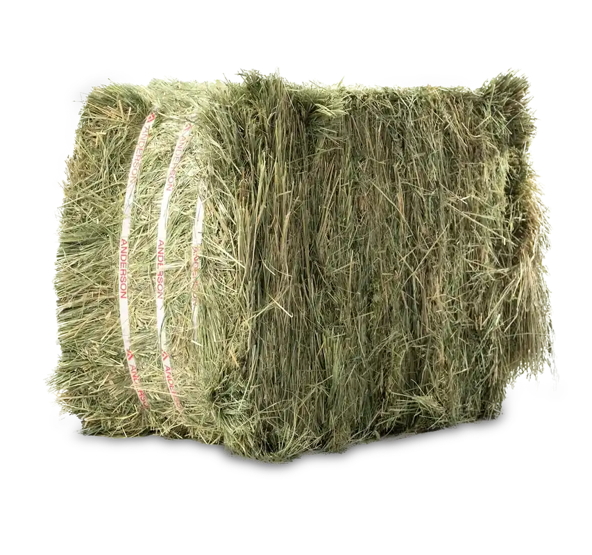 Anderson Compressed Teff Grass Bale