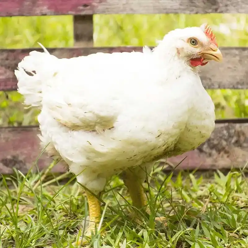 Hoover‘s Hatchery Meat Bird Prebook June 17-19