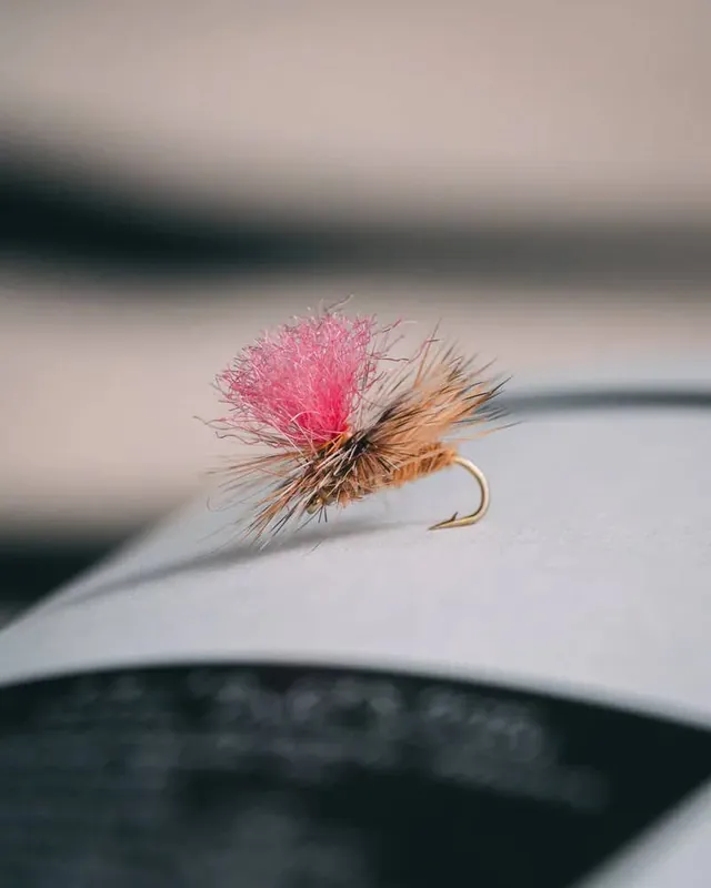 Dave Bloom‘s Caddis