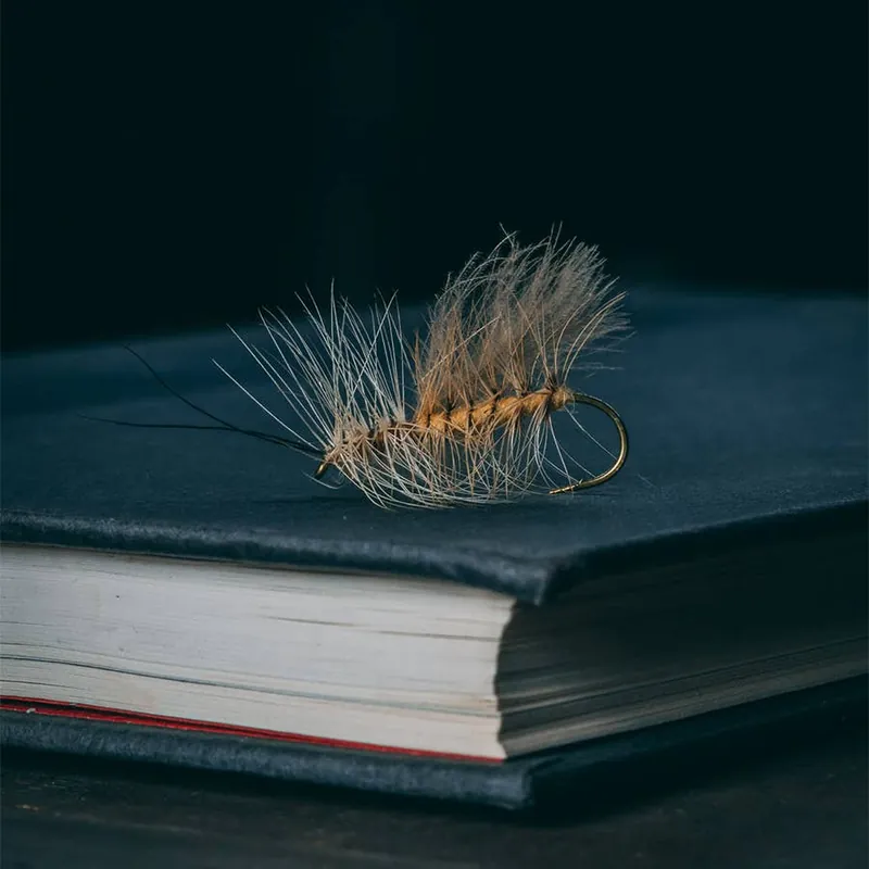 Rene Harrop‘s CDC Golden Stone Adult